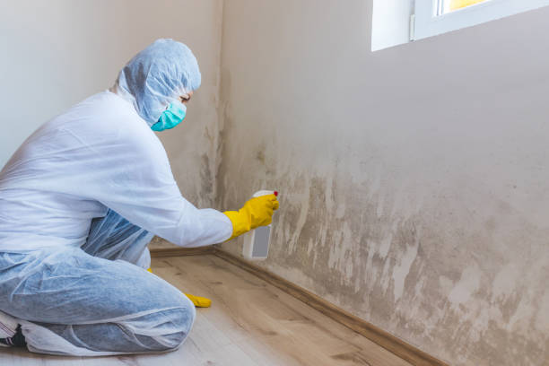 Licensed Black Mold Removal service in Mifflintown, PA - WQB Mold Removal